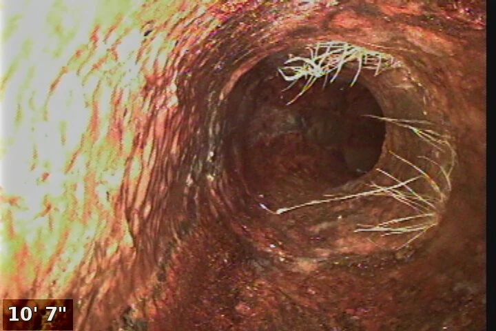 Inspection photo: root intrusion camera